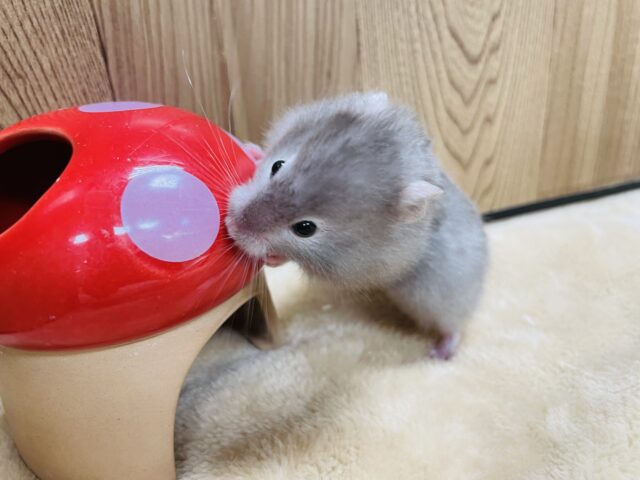 ゴールデンハムスター