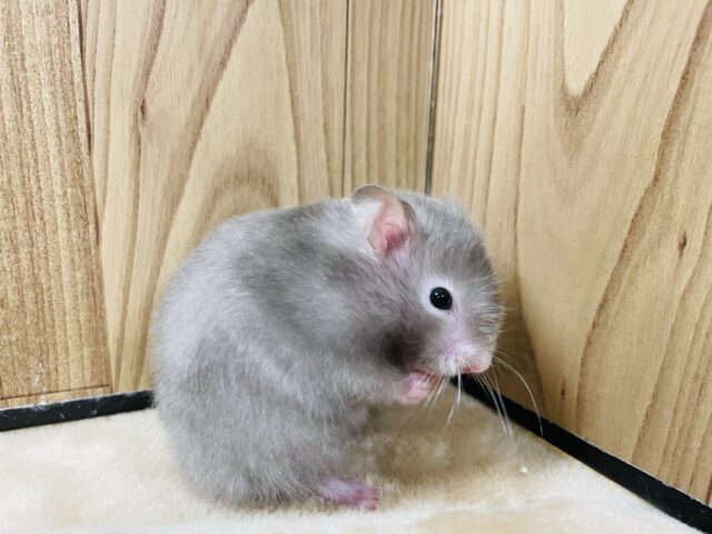 ゴールデンハムスター