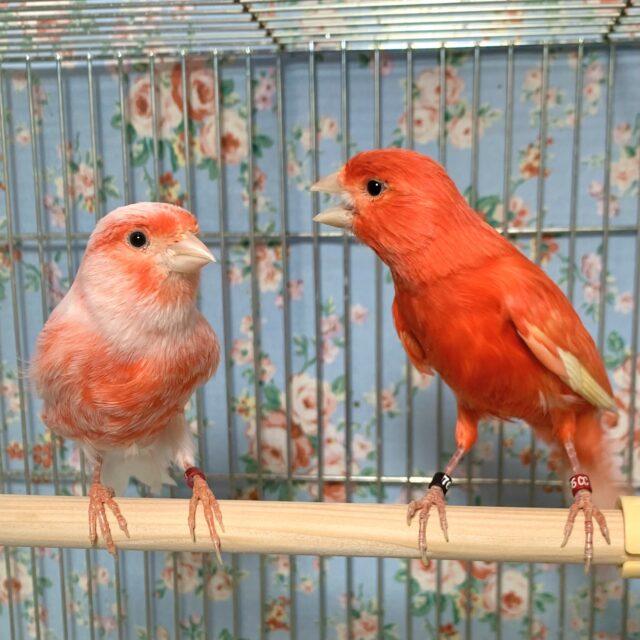赤カナリア×デモフィックカナリア