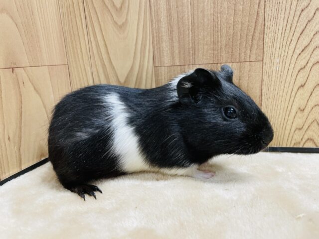 イングリッシュモルモット