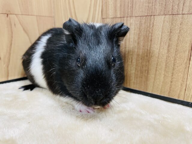 イングリッシュモルモット