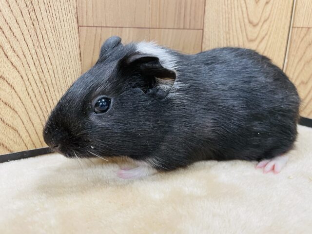 イングリッシュモルモット