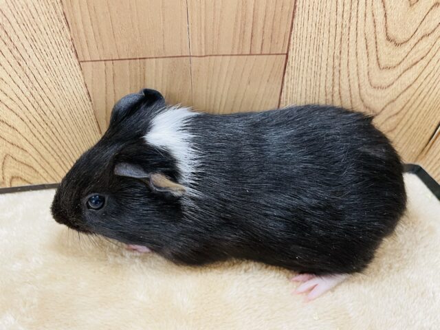 イングリッシュモルモット