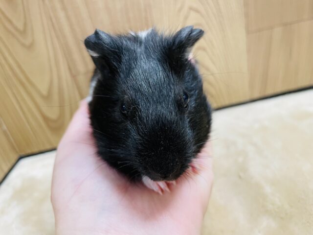 イングリッシュモルモット