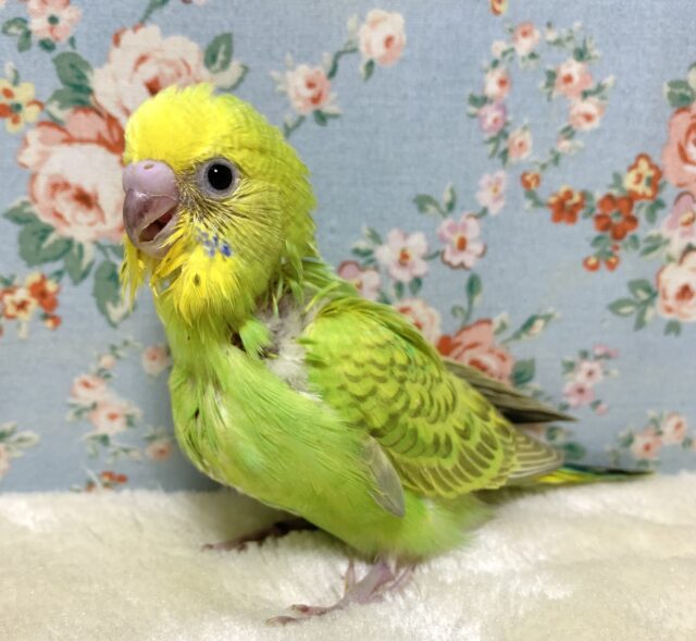 セキセイインコ