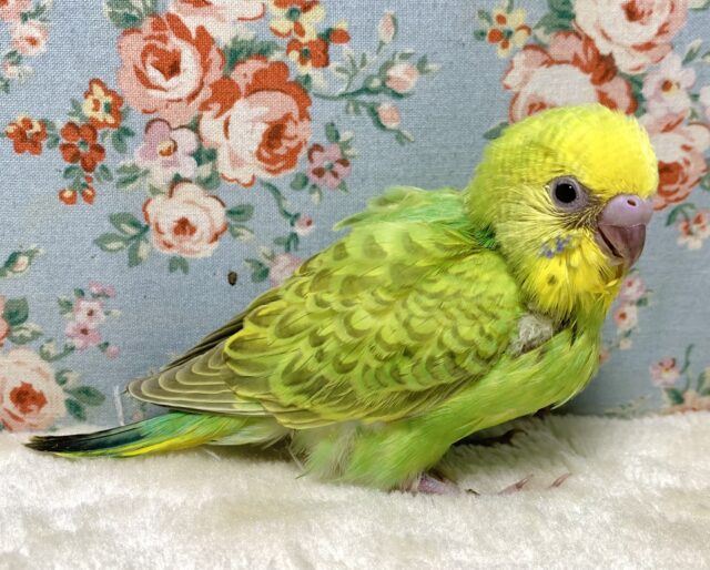 セキセイインコ