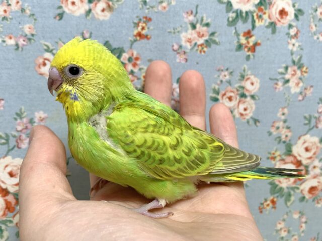 セキセイインコ オパーリンシナモン 🤎💛🧡 セキセイインコ