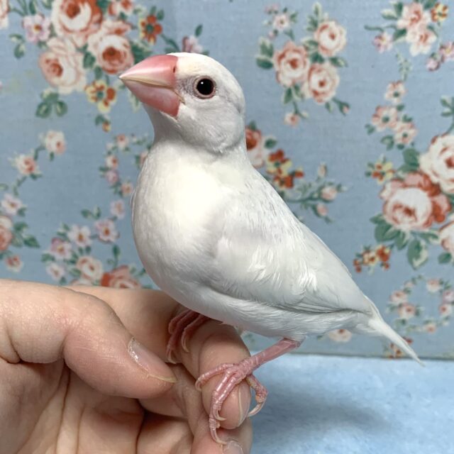 白文鳥