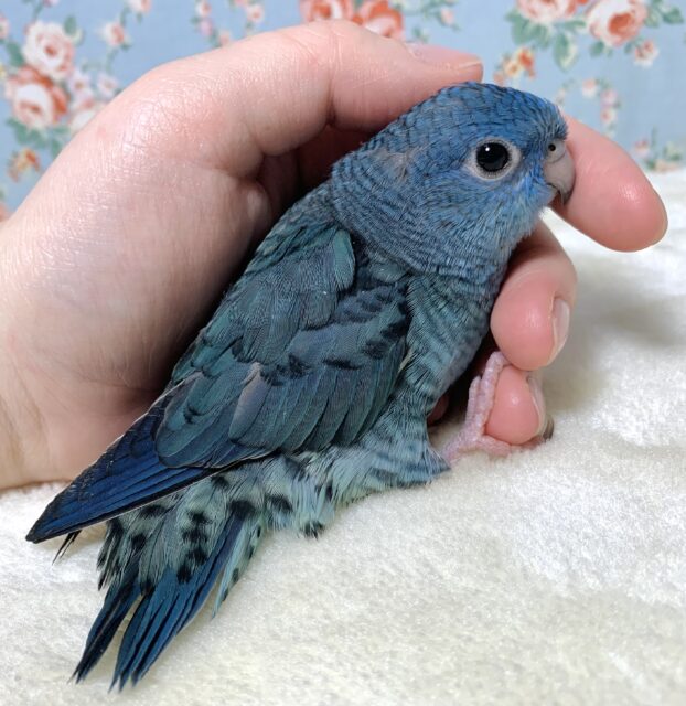 サザナミインコ