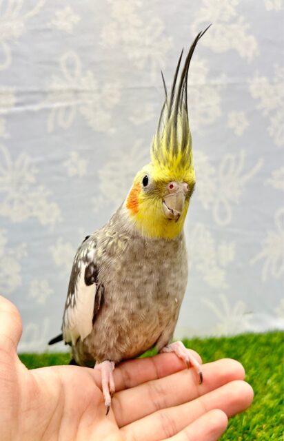 オカメインコ