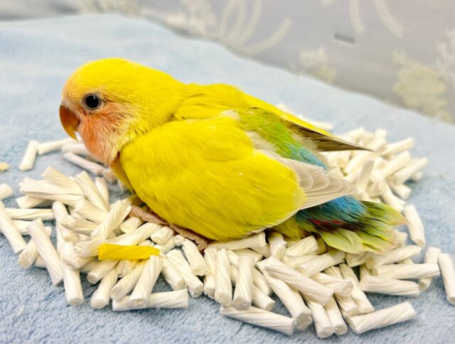 コザクラインコ（小桜インコ）