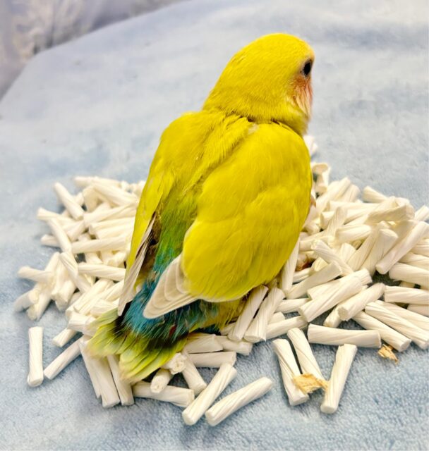 コザクラインコ（小桜インコ）