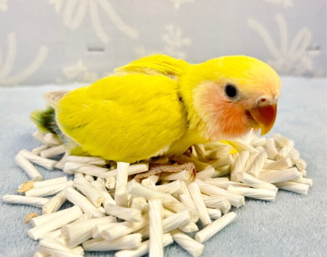 コザクラインコ（小桜インコ）