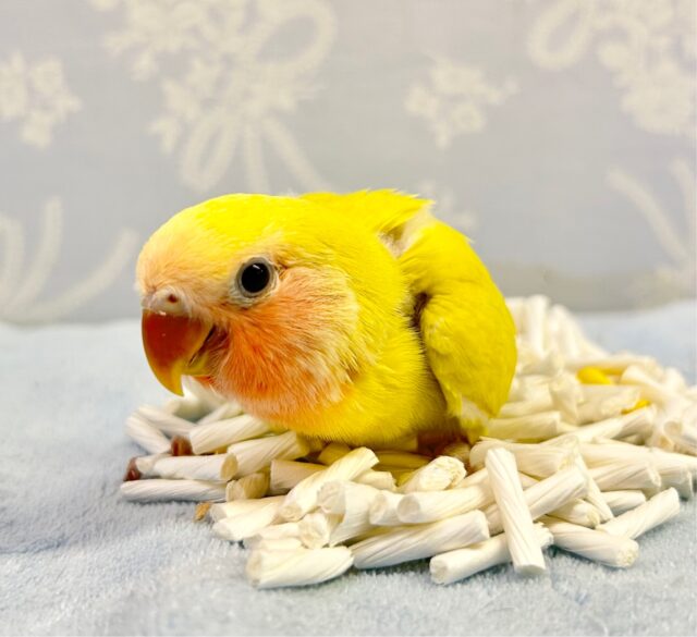 コザクラインコ（小桜インコ）