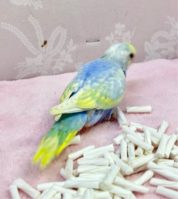 セキセイインコ