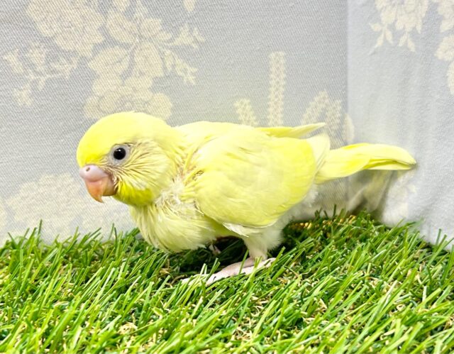 セキセイインコ