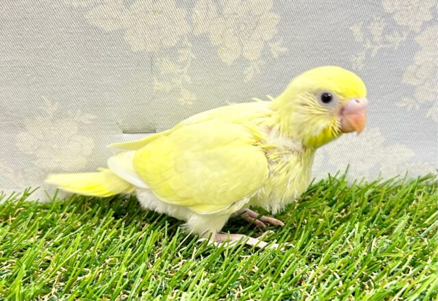 セキセイインコ