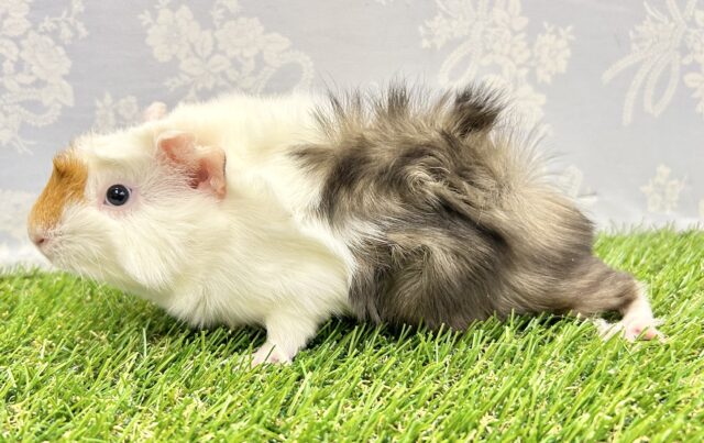 アビシニアンモルモット