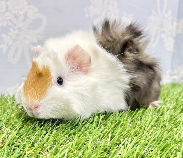 アビシニアンモルモット