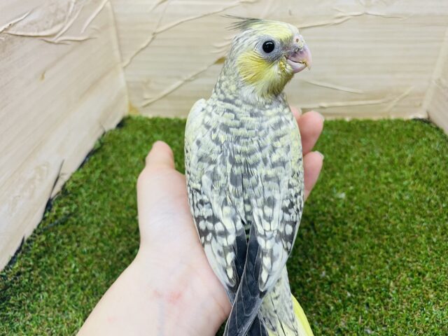 オカメインコ