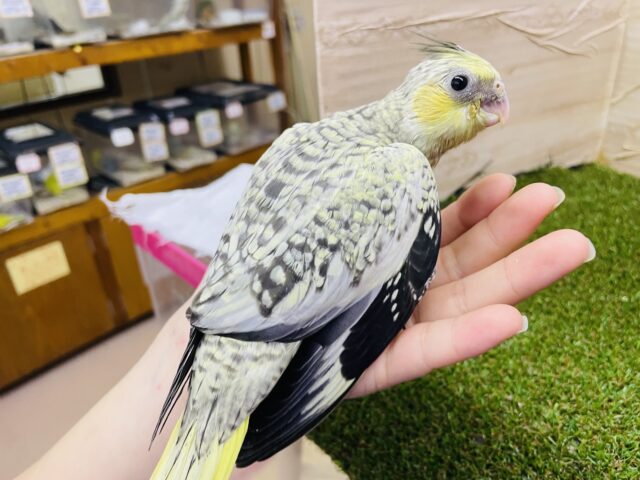 オカメインコ