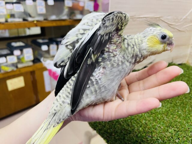 オカメインコ
