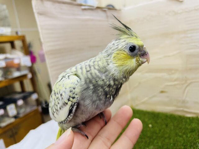 オカメインコ