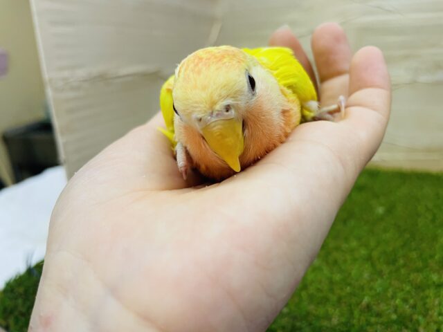 コザクラインコ（小桜インコ）