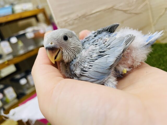 コザクラインコ（小桜インコ）