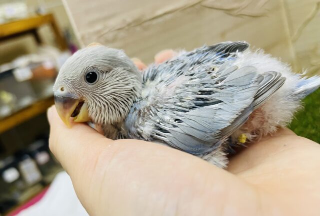 コザクラインコ（小桜インコ）