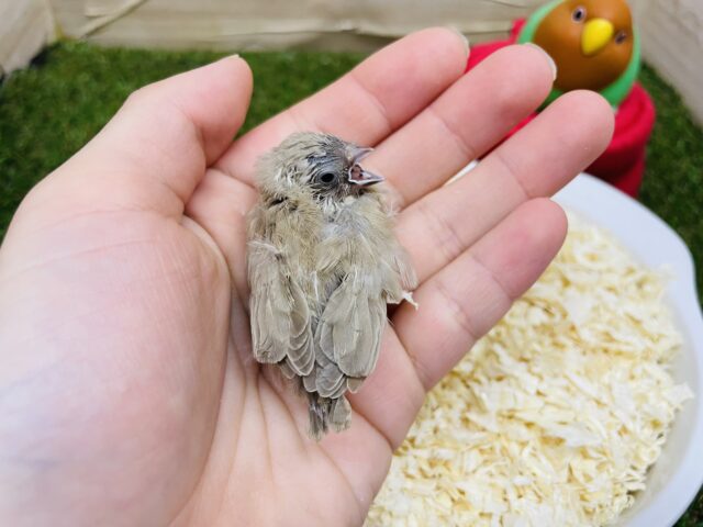 錦花鳥（キンカチョウ）