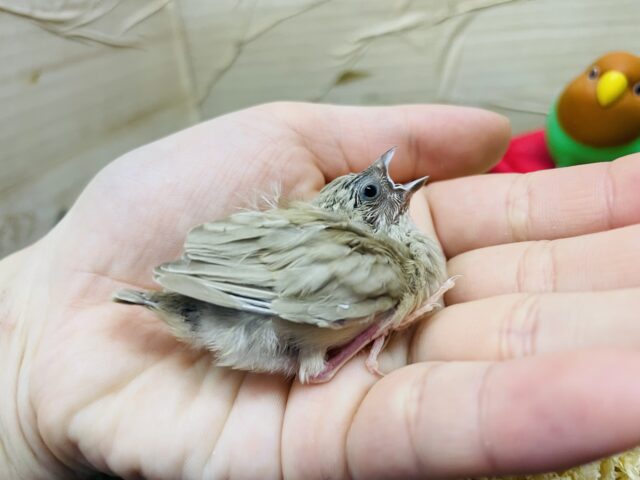 錦花鳥（キンカチョウ）