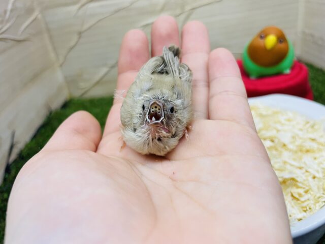 錦花鳥（キンカチョウ）