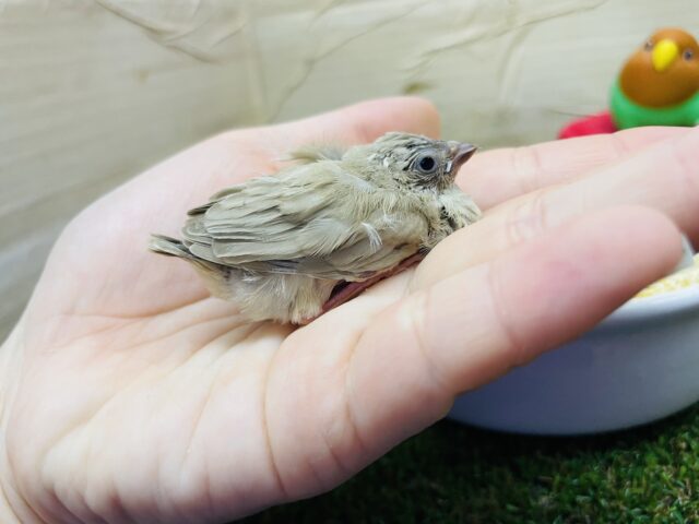 錦花鳥（キンカチョウ）