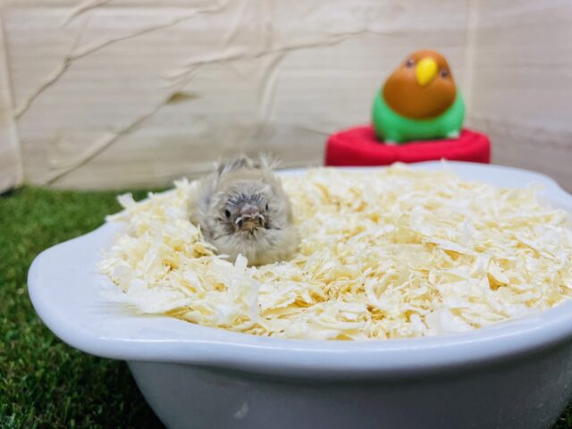 錦花鳥（キンカチョウ）