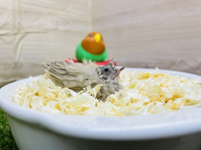 錦花鳥（キンカチョウ）