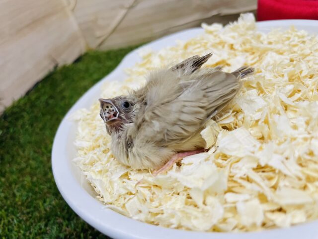 錦花鳥（キンカチョウ）