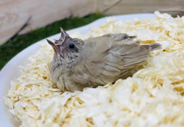 錦花鳥（キンカチョウ）