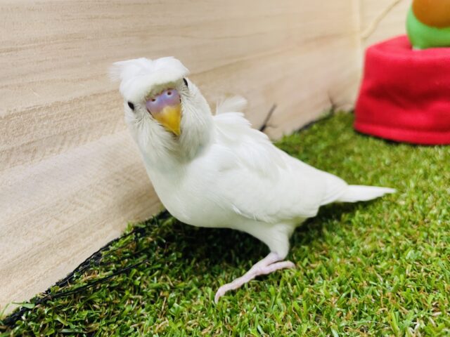 羽衣セキセイインコ