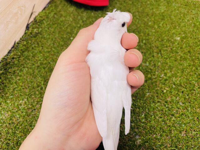 羽衣セキセイインコ