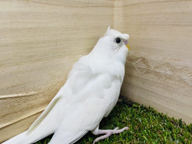 羽衣セキセイインコ
