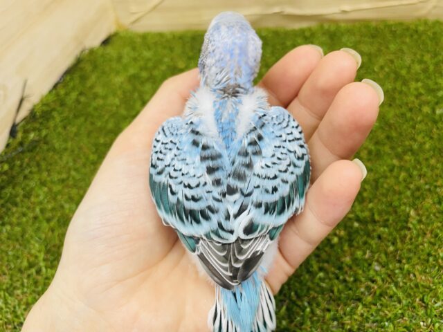 セキセイインコ