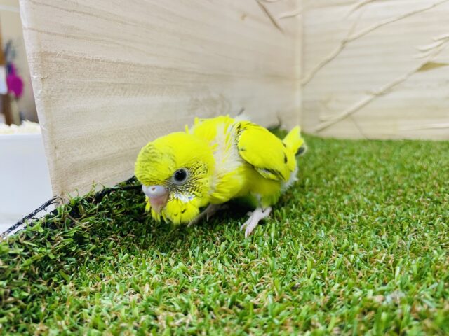 セキセイインコ