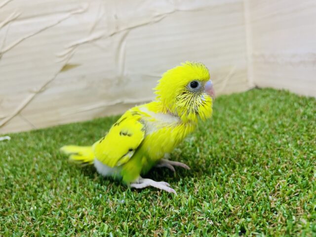 セキセイインコ