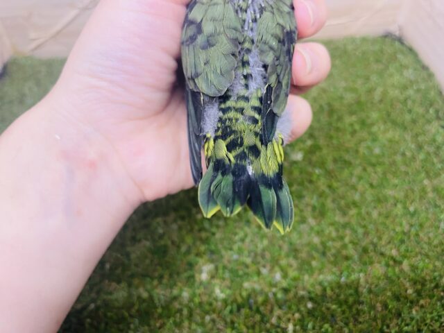 サザナミインコ