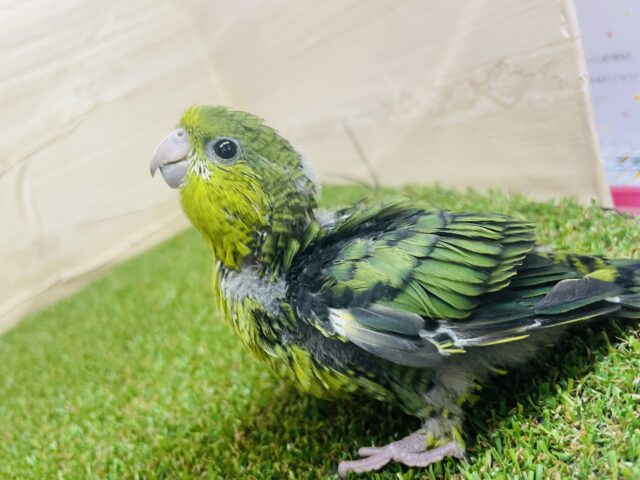 サザナミインコ