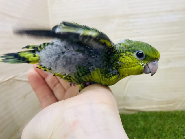 サザナミインコ