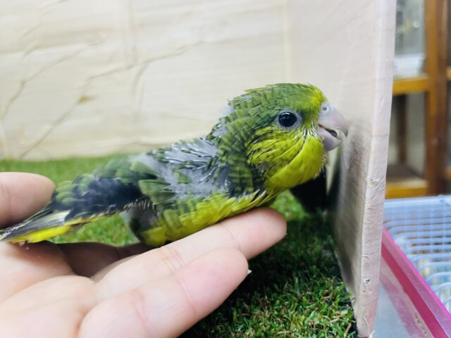 サザナミインコ