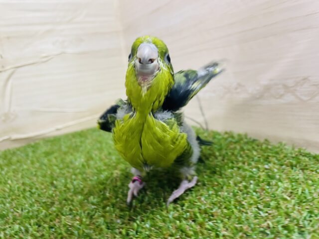 サザナミインコ