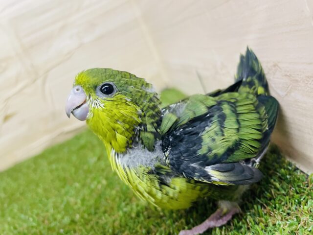 サザナミインコ